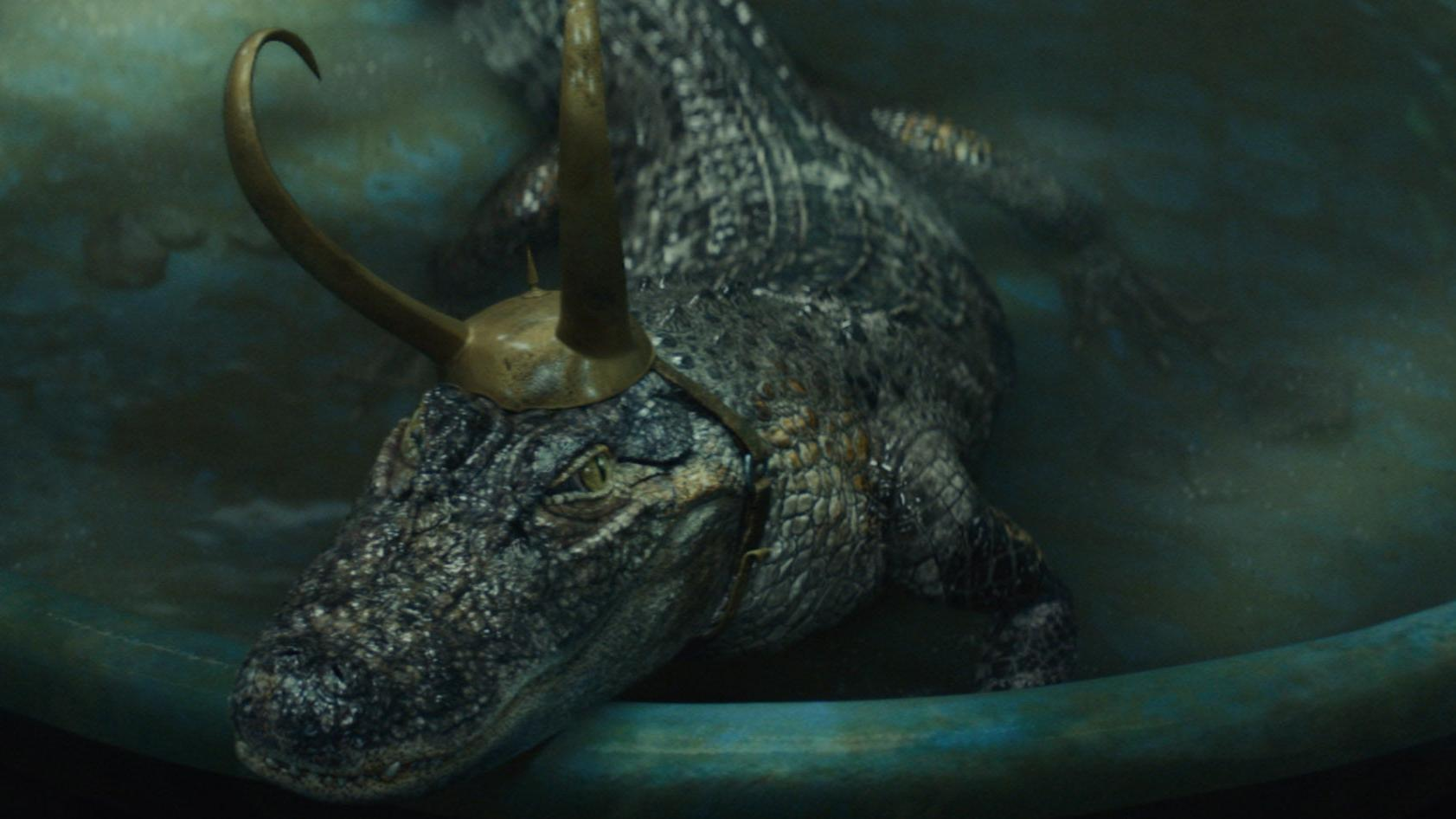 Alligator Loki lutar sig i en pool och ser majestätisk ut i sina horn.
